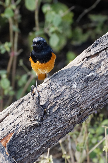 Keoladeo national park-159